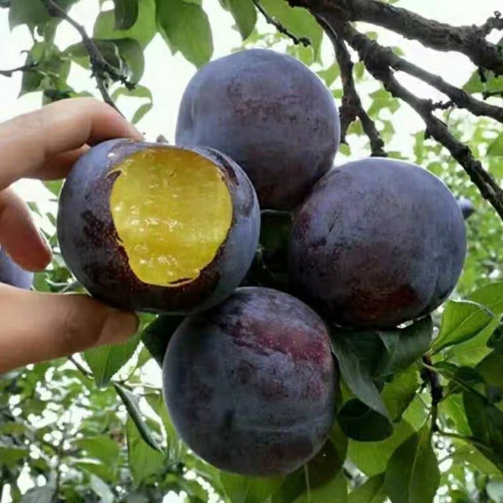 Cây Giống mận đen