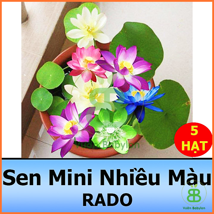 Hạt Giống Sen Mini Mix Nhiều Màu Nảy Mầm Nhanh Chỉ Sau 5-7 Ngày