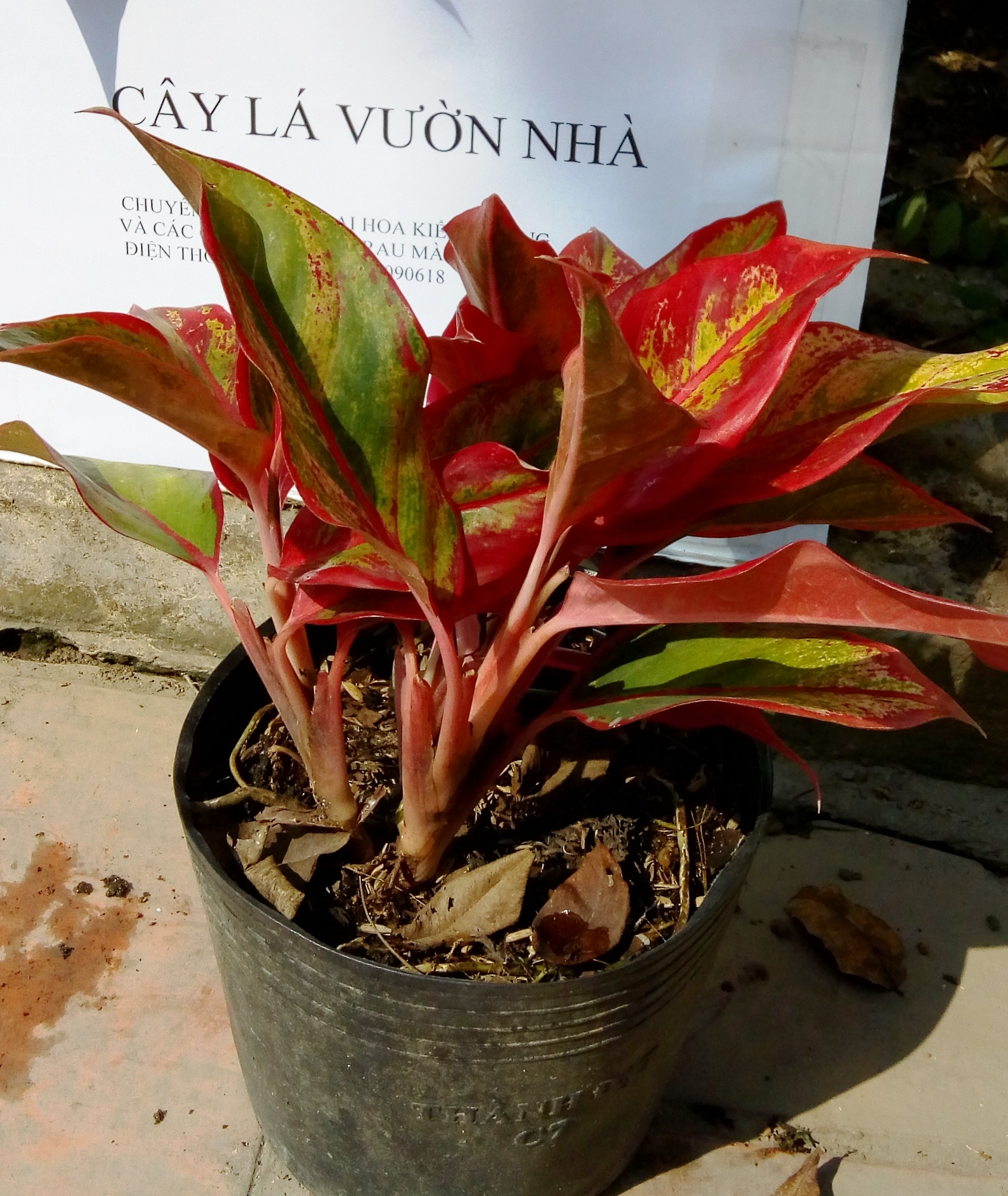 Cây Phú quý - mỗi chậu có 3 thân (theo ý Phúc-Lộc Thọ)- Giá mỗi chậu 25.000 đ.Cây Phú quý hay còn được gọi là cây Hồng Phú quý. Tên tiếng Anh là Aglaonema Red có thể được hiểu là thực vật đỏ may mắn.