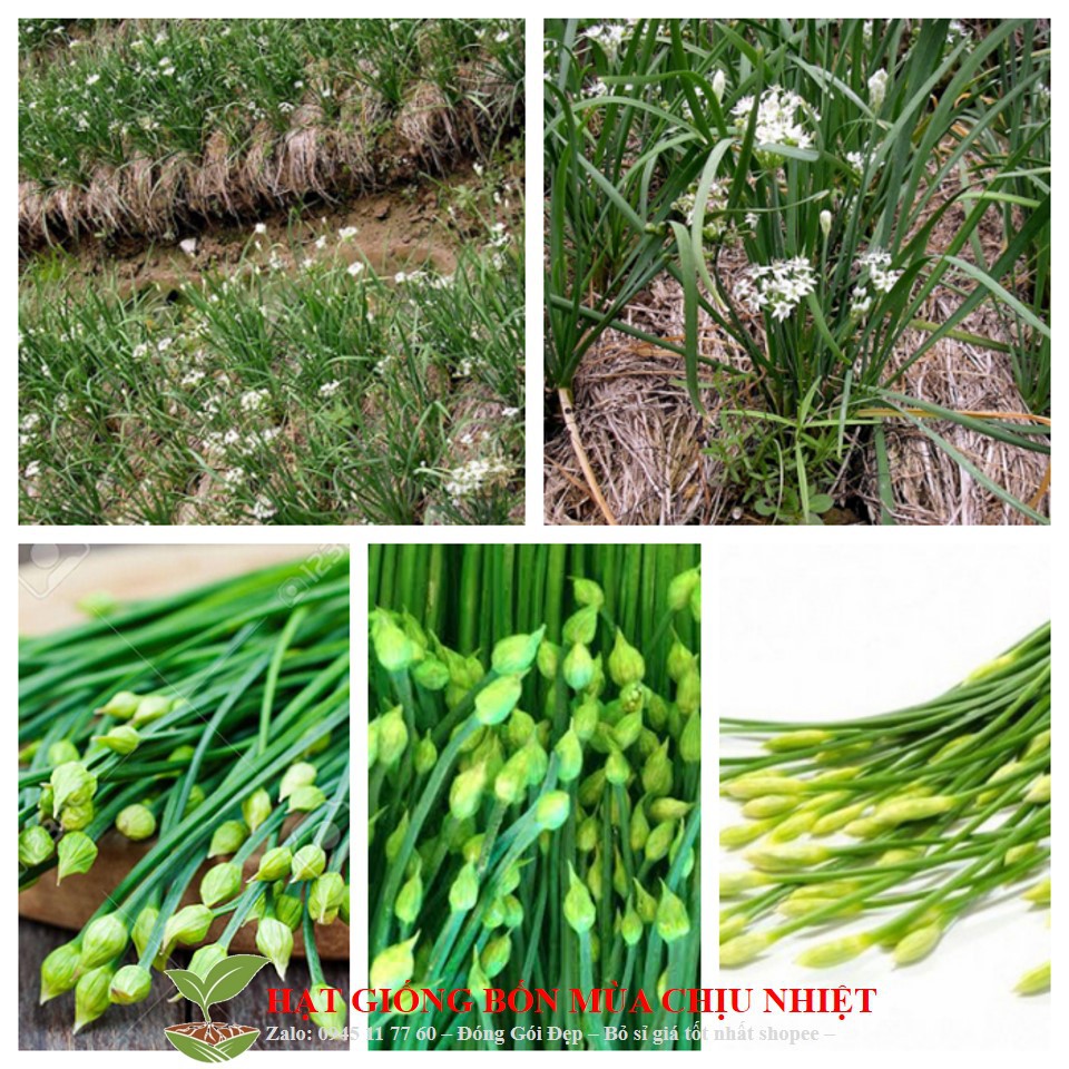 Gói 50 hạt cây hẹ thơm