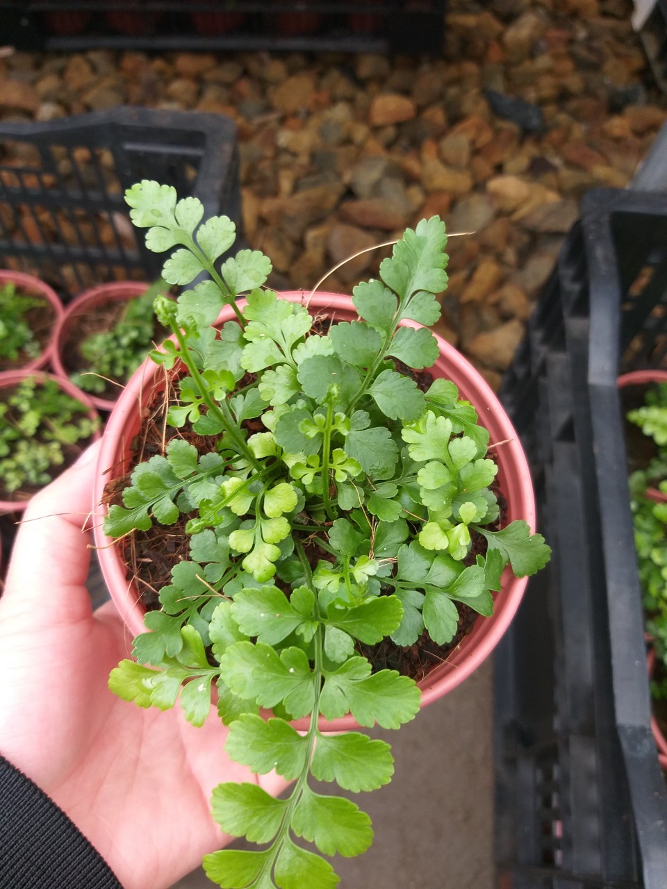 Dương Xỉ Hà Lan - Asplenium Ribbon