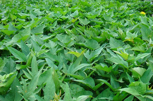 10 Dây khoai lang 5 chia củ đỏ giống cổ ( rễ trần )