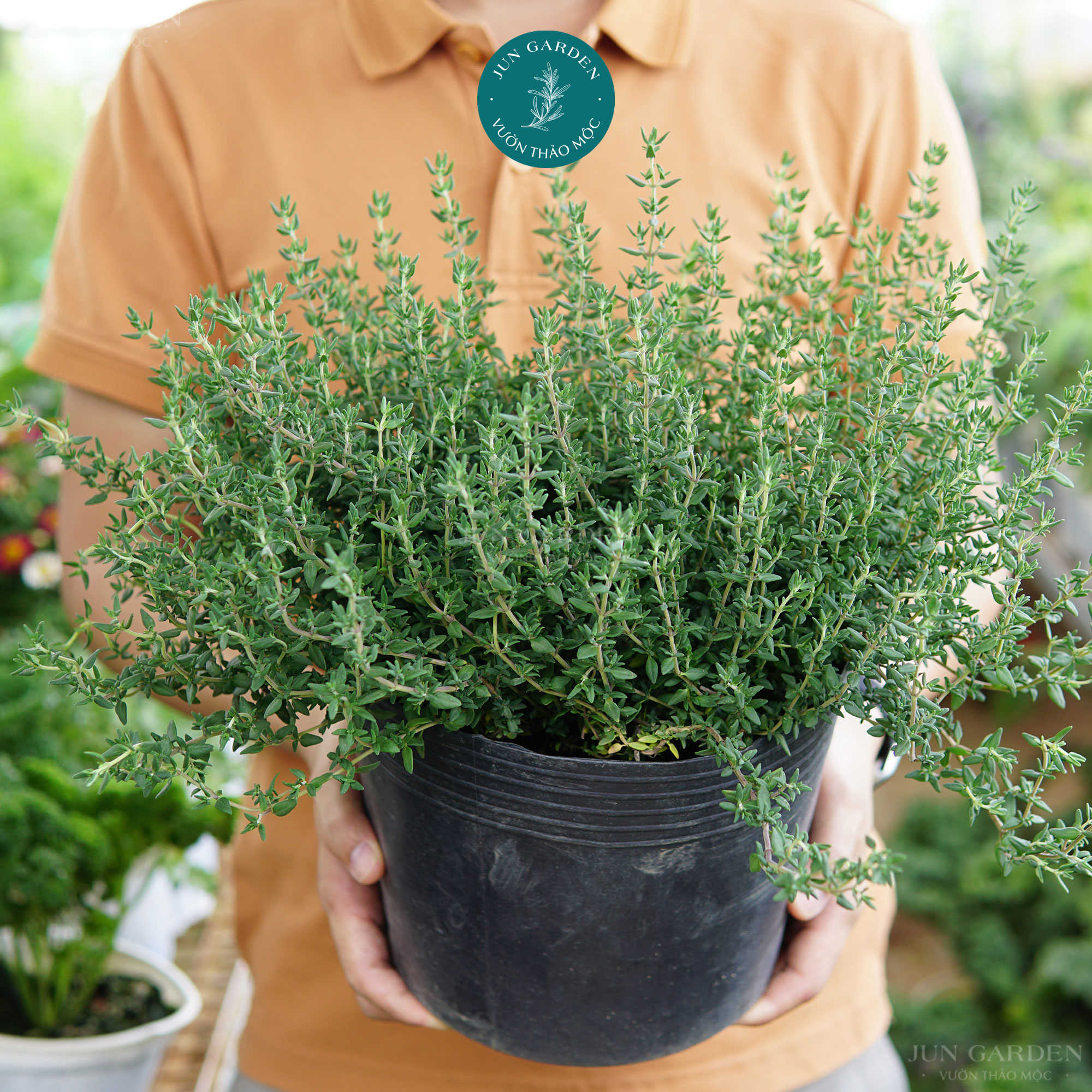Cây xạ hương thyme jun garden gia vị âu, cây thơm
