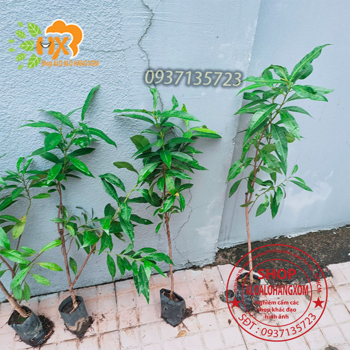 Cây vối cây giống -combo 5 cây