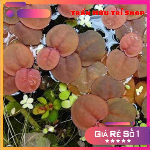 Bèo rễ đỏ thủy sinh - 5 cây bèo rễ đỏ thủy sinh đẹp dễ trồng