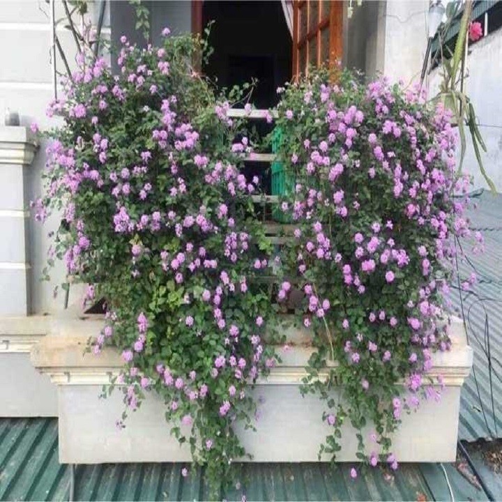 Cây hoa ngũ sắc rủ giống - cây hoa ngũ sắc rủ giống