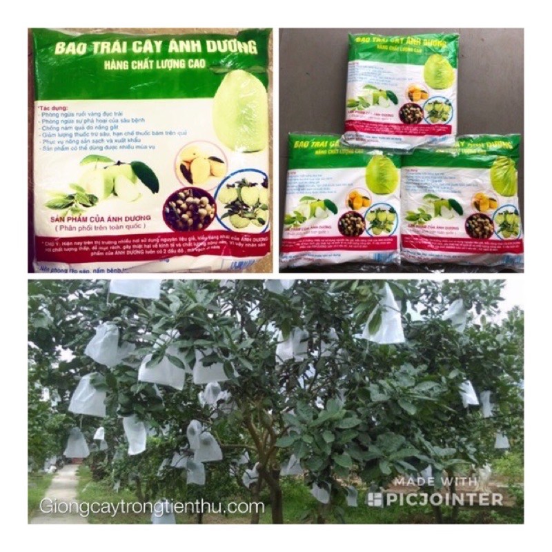 Túi bao trái bưởi-túi bao trái cây ánh dương 100cái