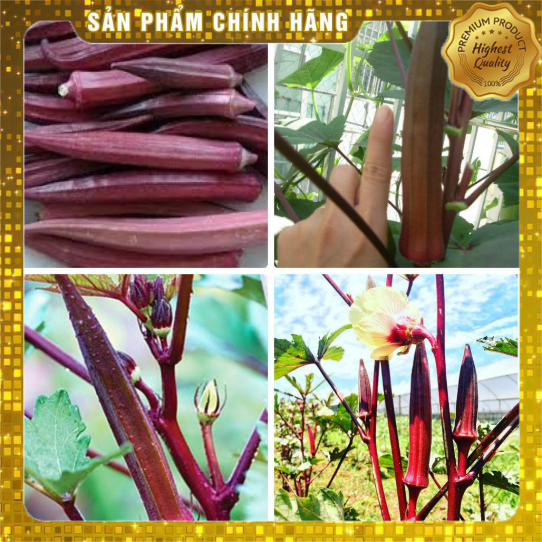 2gr_hạt giống đậu bắp đỏ