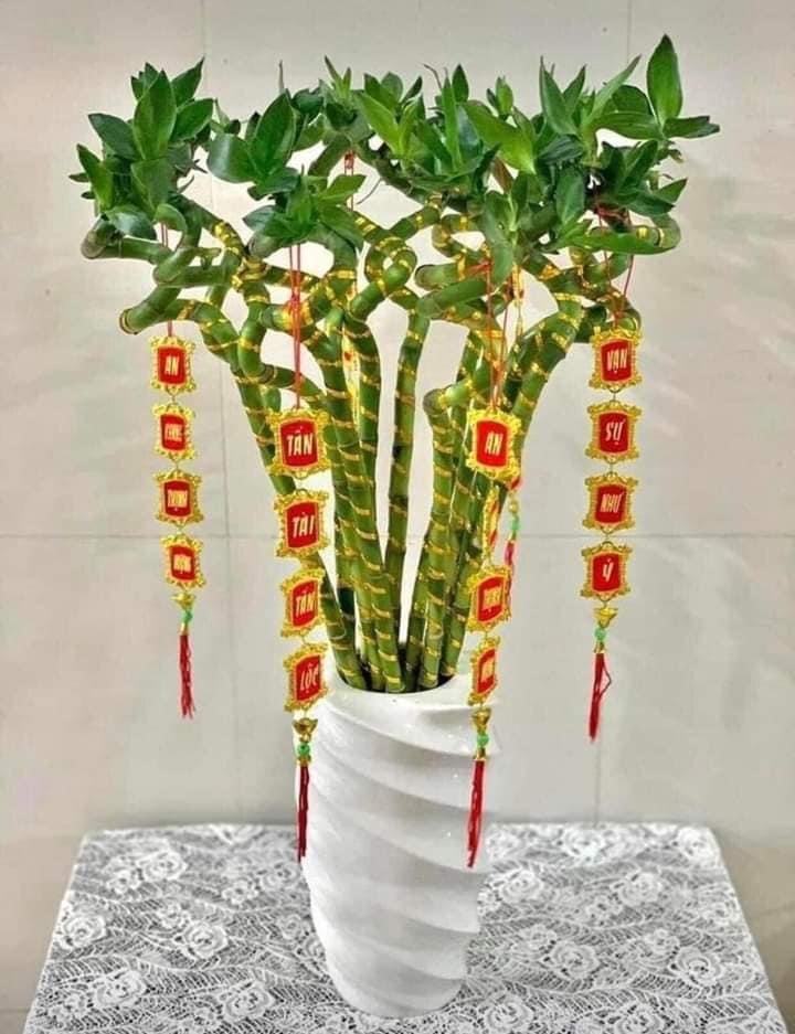  Bó 10 cây phát tài xoắn - Trúc đầu rồng dài 50cm cây phong thuỷ hút tài lộc 