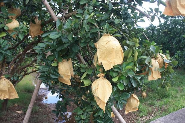 Combo 100 túi bao trái bưởi giấy vàng kích thước 30x36 cm (bao trái bưởi da xanh, nhãn, thanh long...)