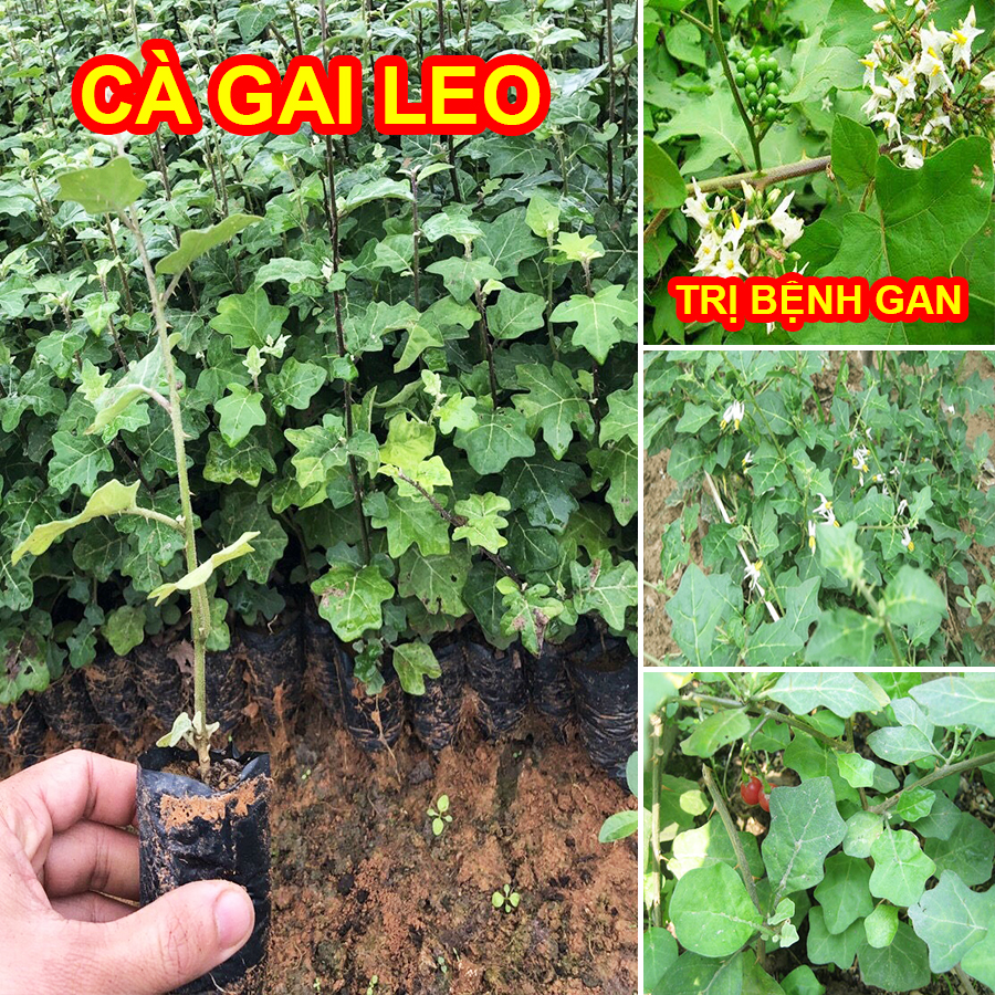 Cây giống Cà Gai Leo