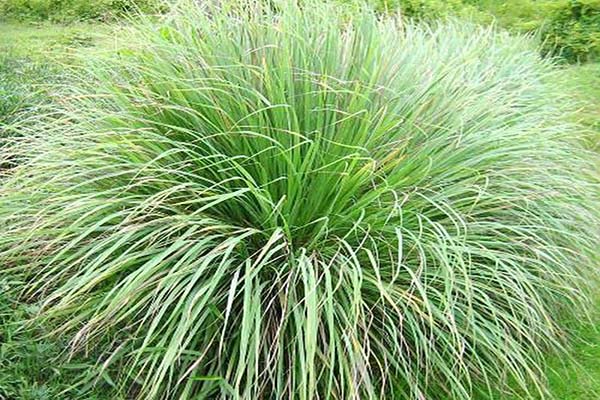 ] Lá Sả tươi 1Kg, đóng gói hút ẩm, đảm bảo tươi nguyên