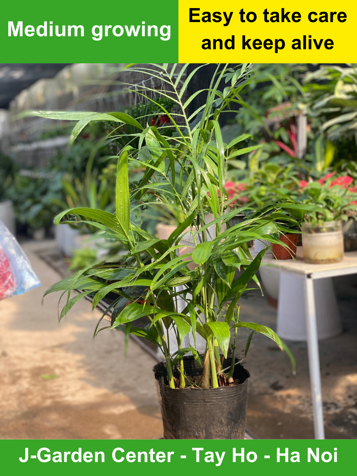 Cây Cau Hawai, Cây phong thủy trồng trước cửa nhà, cây ưa nắng hướng Tây, Cây cau cảnh
