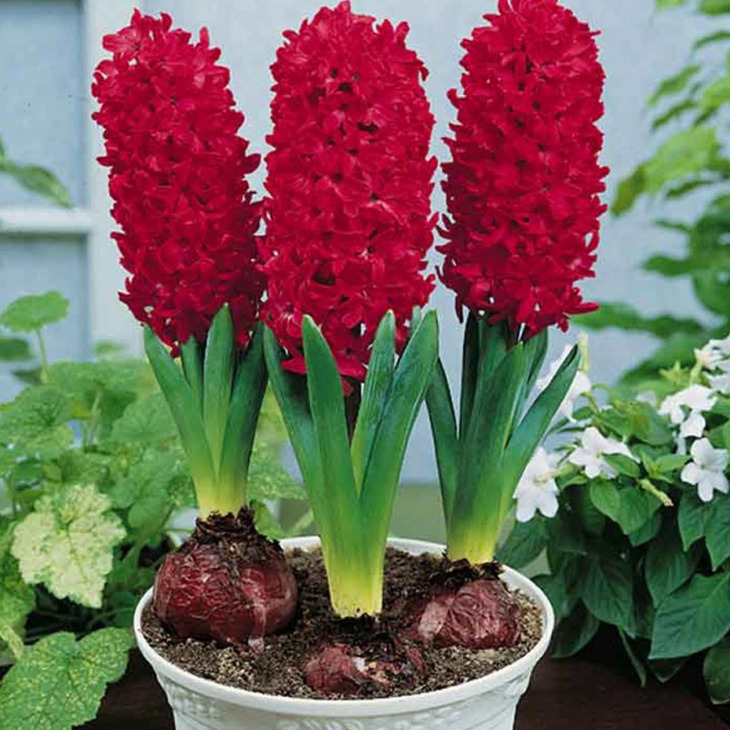 Combo 3 củ tiên ông hoa màu đỏ - Dạ Lan Hương