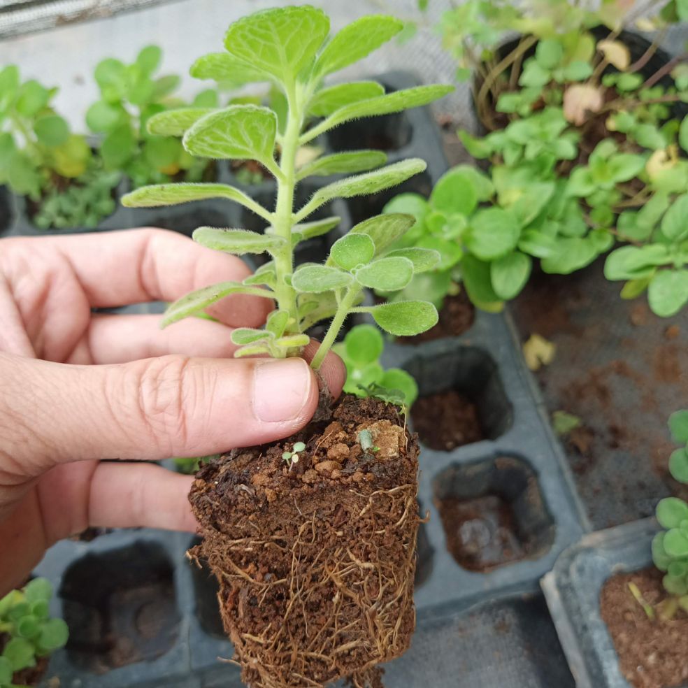 Sen thơm nhất mạt hương - cây giống