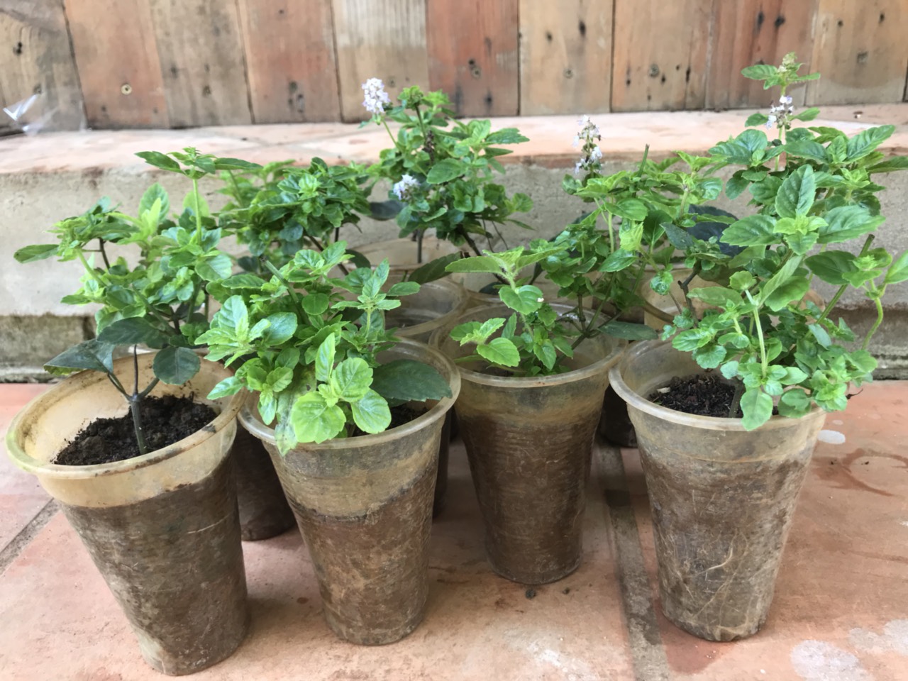 Cây sương sáo, làm thạch sương sáo, thanh nhiệt giải độc