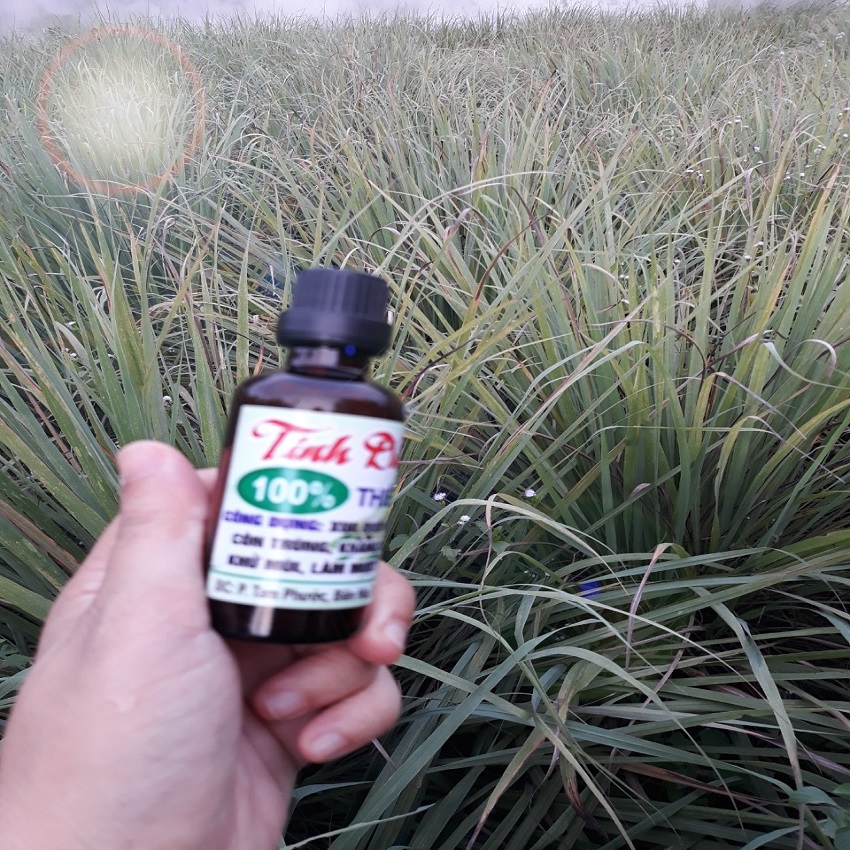 Tinh dầu sả chanh Java đuổi muỗi 10ml giúp đuổi muỗi và côn trùng, an toàn cho bé, ngăn muỗi cắn em bé và người lớn, xoa dịu vết côn trùng và muỗi cắn, giúp dưỡng da mịn màng chai 10 ml