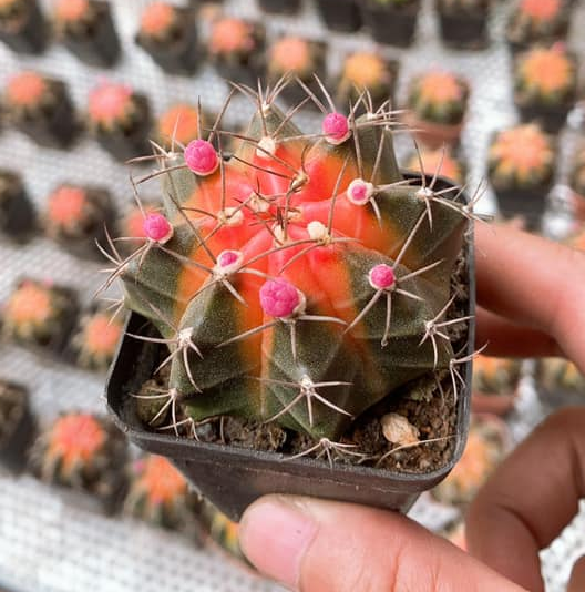 LẺ 1 CÂY XƯƠNG RỒNG GYM đỏ ngọn GIÁ TỐT TẠI Mind Garden