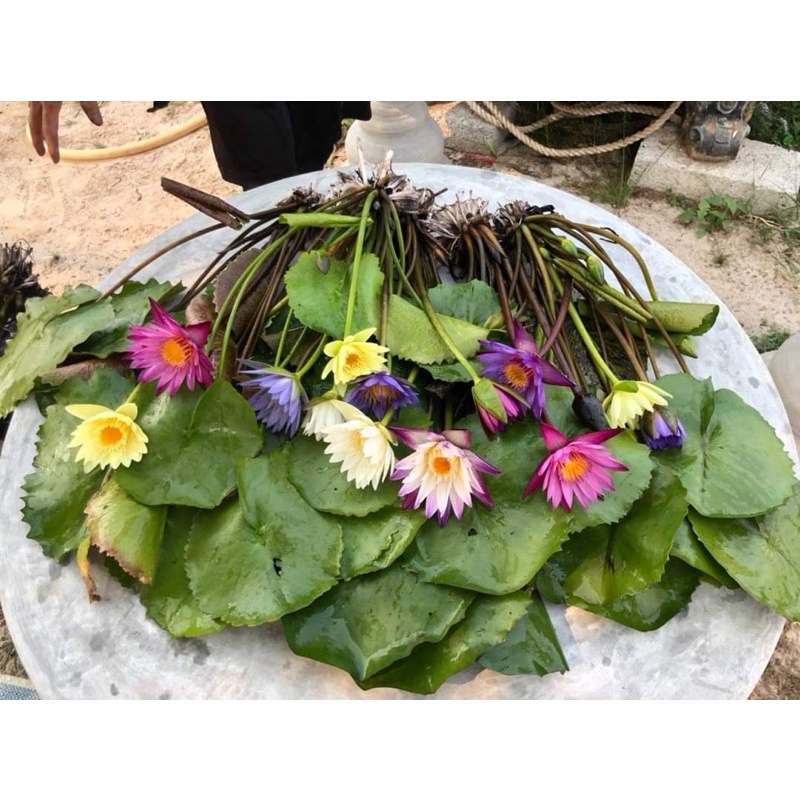Cây hoa súng thái lớn sẳn hoa