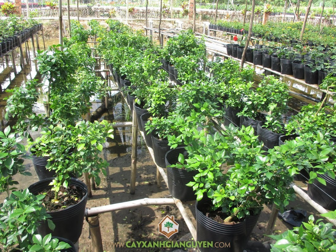 Nguyệt Quế, cây bonsai giống giá rẻ