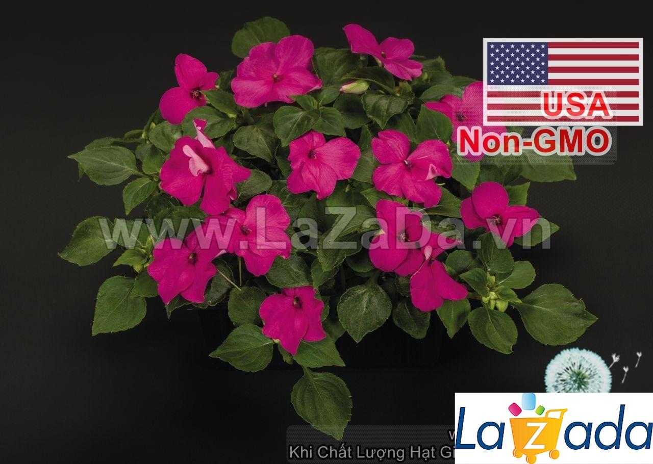 50h Hạt Giống Hoa Ngọc Thảo Mai Địa Thảo Đỏ Carmine (TLB4| -KD: B22*V42*M239)