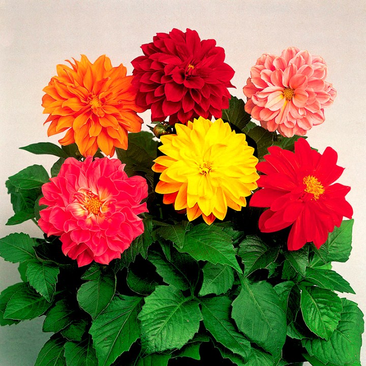 hạt giống hoa thược dược lùn gói 30 hạt mua từ 50k tặng 2 sản phẩm