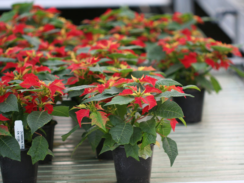 CHẬU Cây hoa trạng nguyên