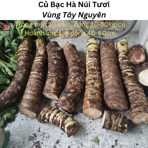 Combo 5kg - củ bạc hà núi , củ ráy rừng, hoành trên 20cm.