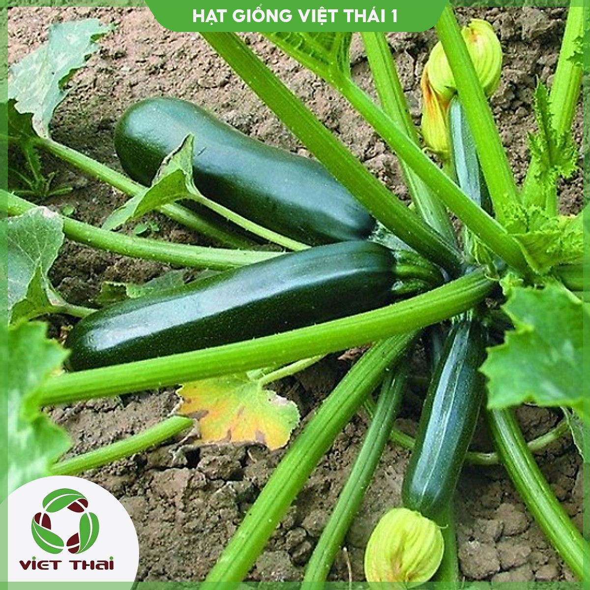 Hạt giống bí ngồi xanh - hgvt1