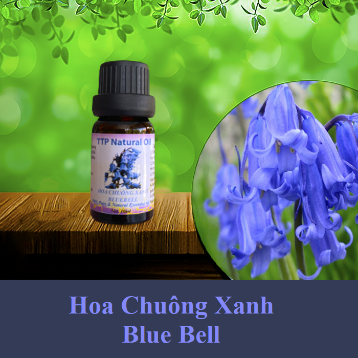 Tinh dầu Hoa Chuông Xanh - Bluebell - 10ml