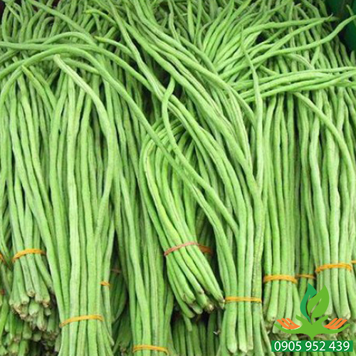 Hạt giống đậu đũa 50g