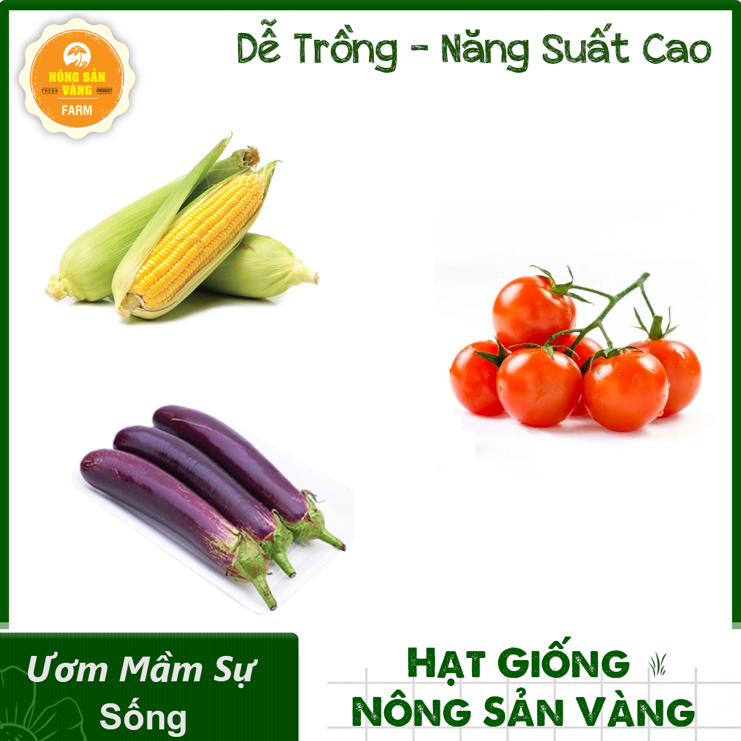 Combo 3 Hạt Giống Củ (Bắp Ngô - Cà Chua Bi Đỏ Lùn - Cà Tím Dài) Đẹp Mắt Cho Sai Quả, Hạt Nảy Mầm Tốt, Thích Hợp Với Khí Hậu Việt Nam - Nông Sản Vàng