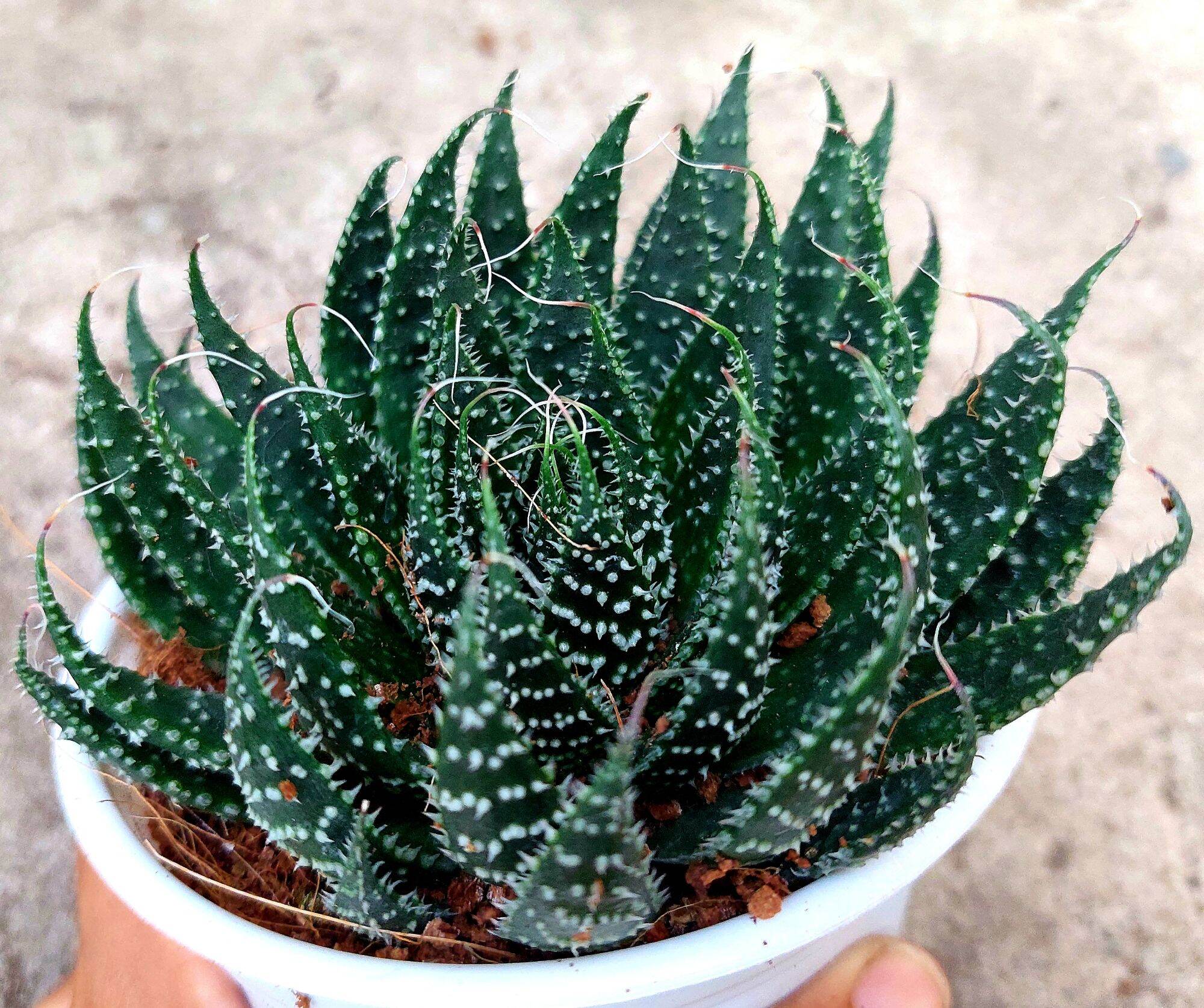 Sen đá sao biển size trung 10-12cm