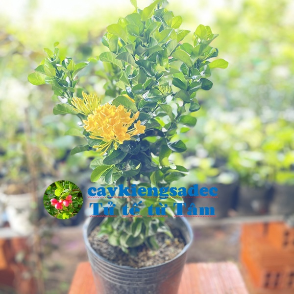 caykiengsadec - Cây mẫu đơn vàng (trang vàng lá xoắn) - trang trí nội thất cảnh quan sân vườn ngoài trời - hoa kiểng lá - cây phong thủy