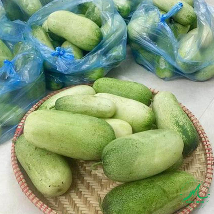 Hạt giống dưa mèo tây bắc, dưa khổng lồ