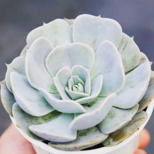 Sen đá liên đài size đại 20cm