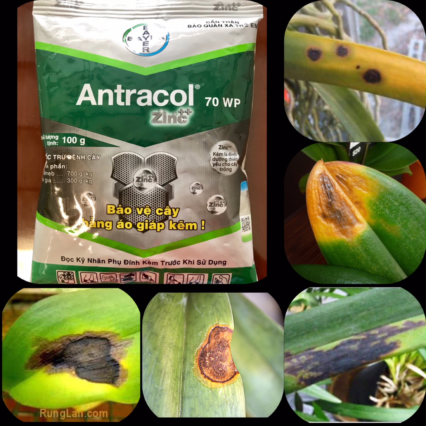 Hoạt chất Propineb trừ thán thư ANTRACOL 70WP trên phong lan, mai vàng, hoa kiểng các loại - Bộ 2 gói