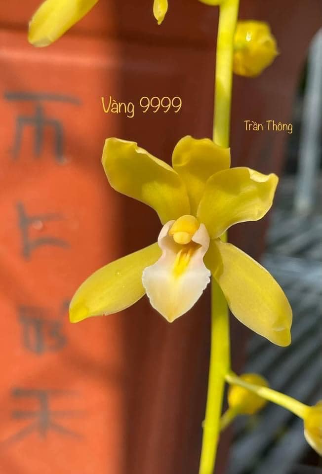 Lan kiếm vàng 9999 hàng cây giống 7 tháng thuần tại vường