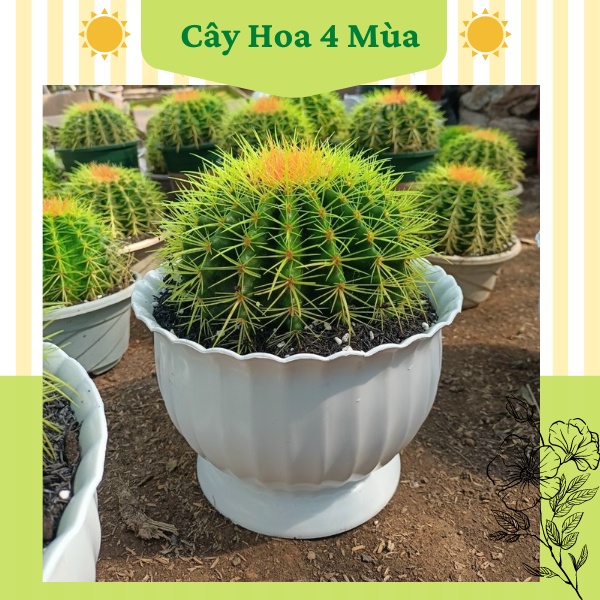 Chậu nhựa trồng cây hoa khía bầu nhìn cực xinh loại 1