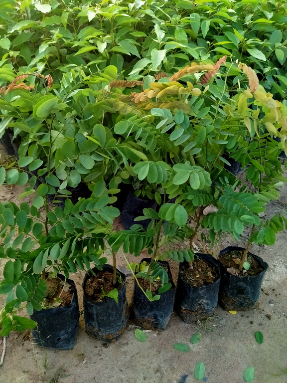 combo 10 cây cẩm lai