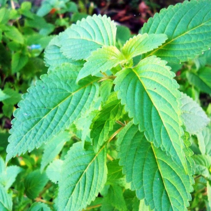 [HCM]Hạt giống rau kinh giới - tặng gói hạt giống ngẫu nhiên Hạt giống được tuyển chọn Tỉ lệ nảy mầm đạt trên 80% ( Ươm đúng kỹ thuật  Khí hậu thích hợp ) Cây con dễ chăm sóc