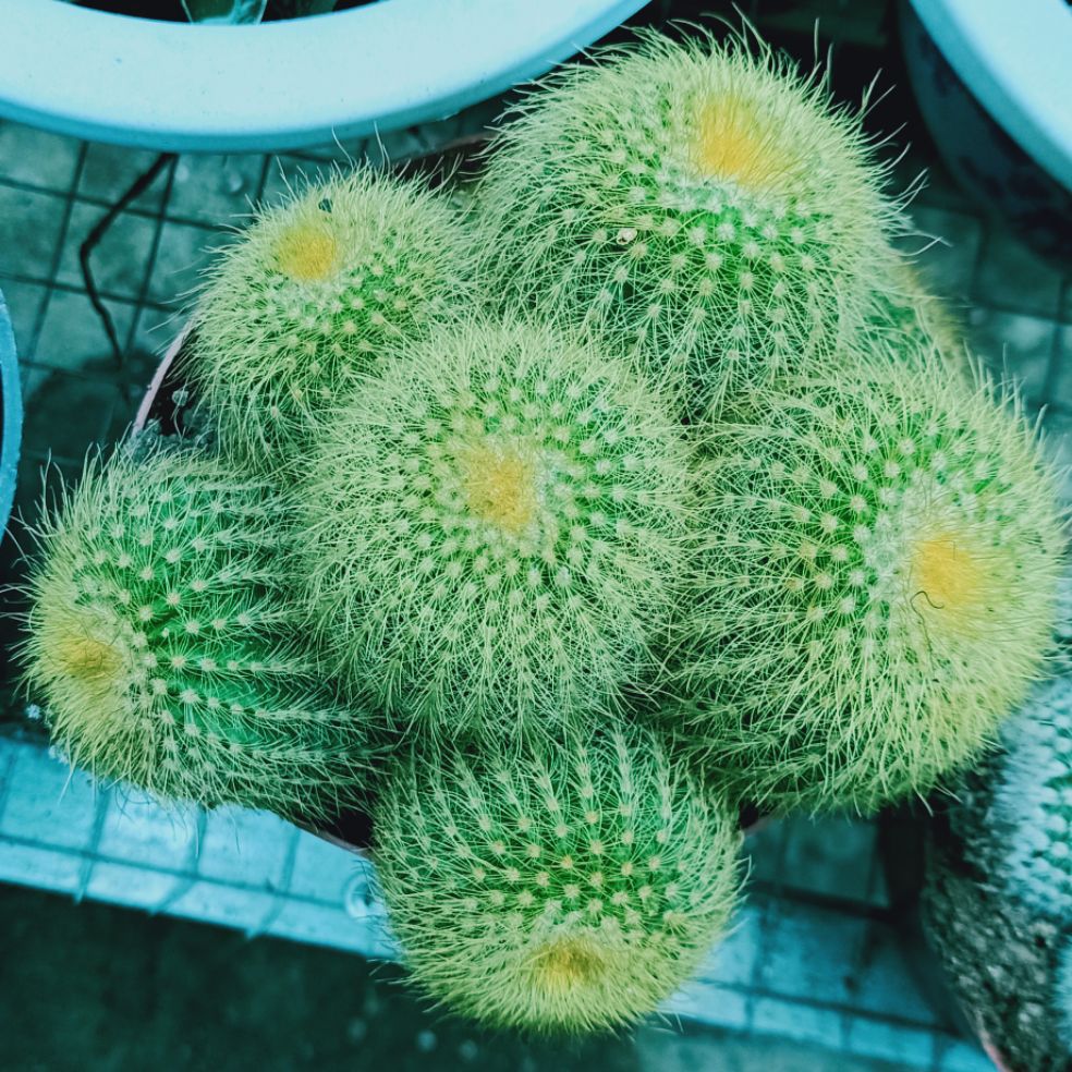 Xương rồng chùm 02