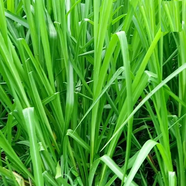 Hạt giống cỏ chịu ngập ubon paspalum - gói 100 gram