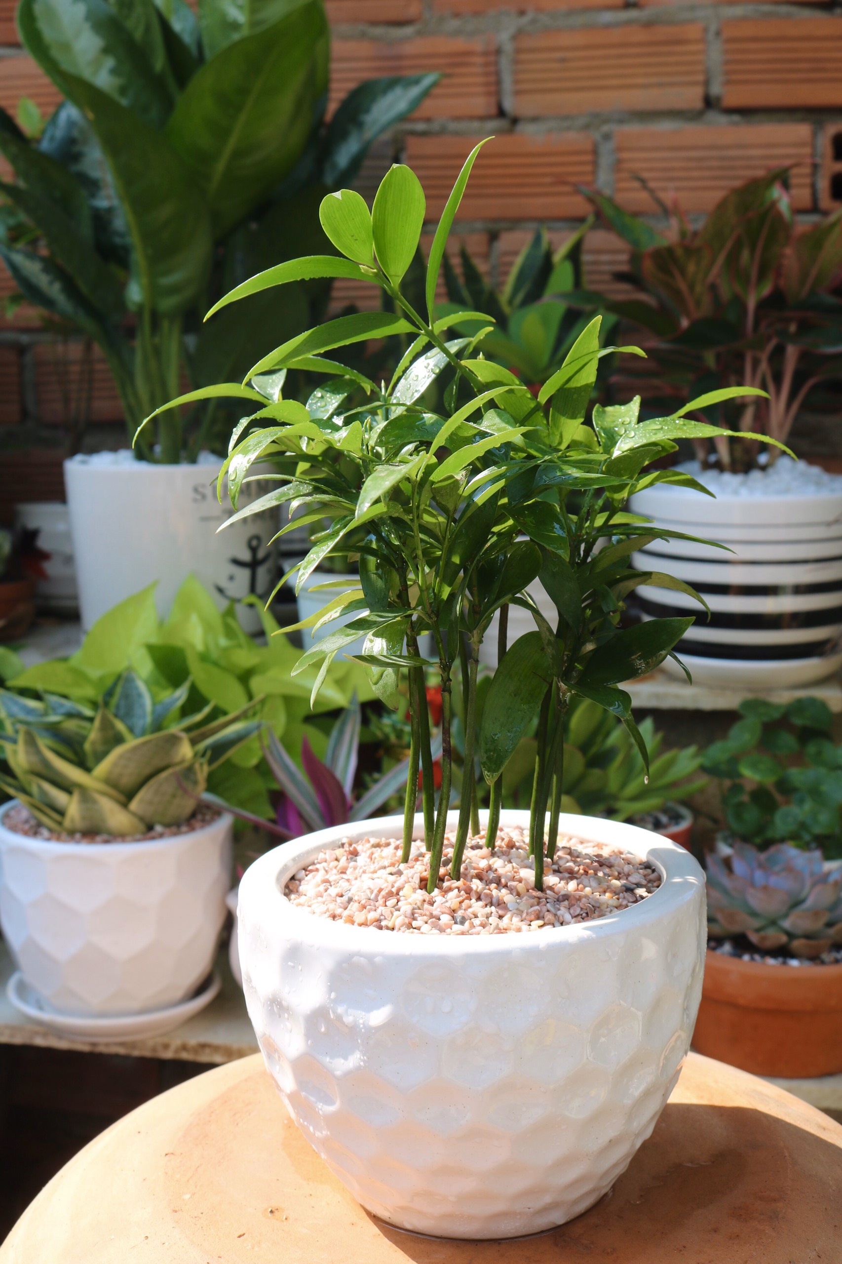 Chậu sứ cây Hạnh Phúc