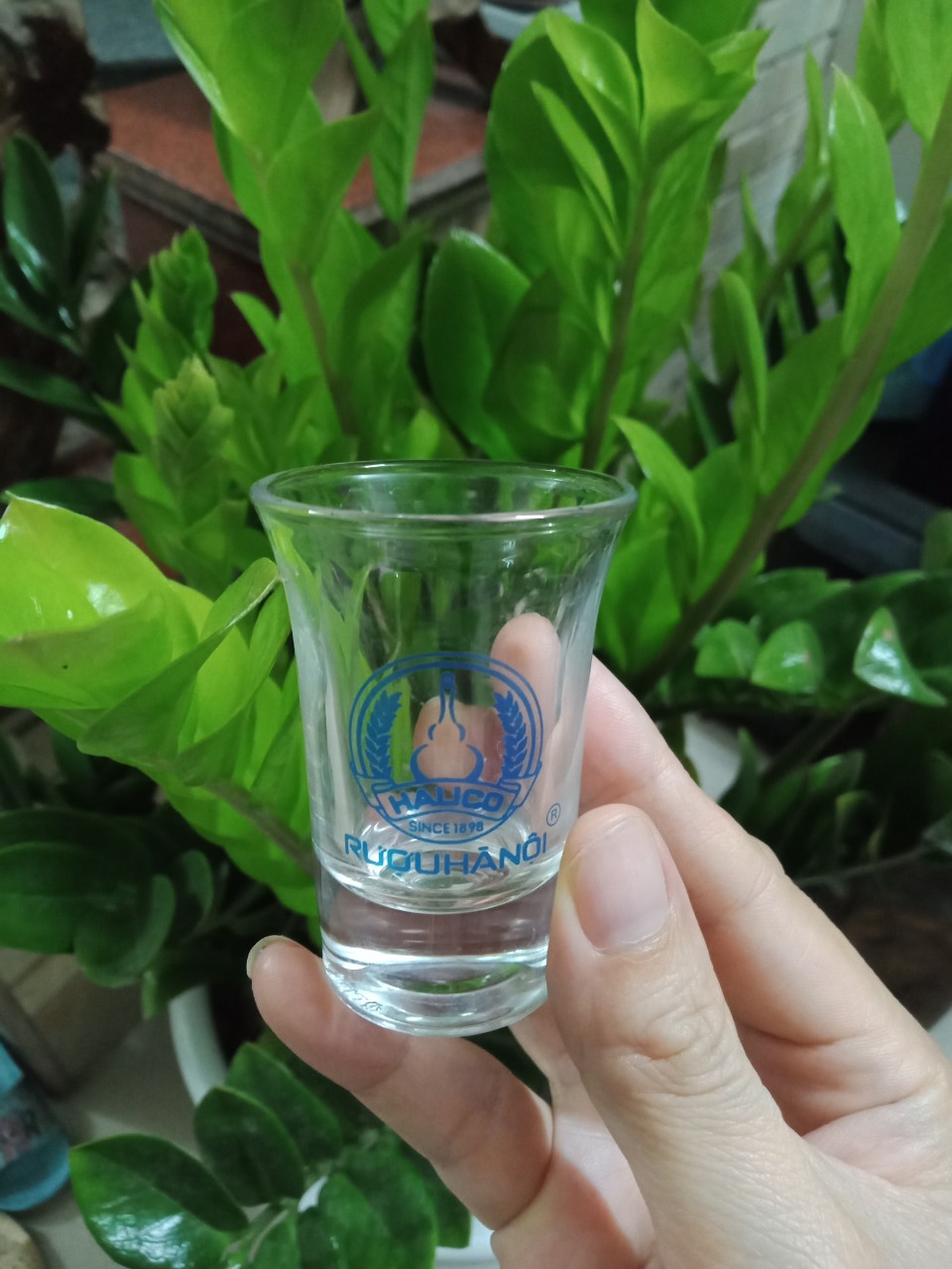 Ly rượu Manh 12 ly uống rượu đẹp sang chảnh LY UỐNG VANG Ly pha lê uống rượu nhỏ đế dày