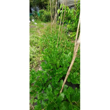 Bầu 2-3 cây giống sâm đất dễ trồng làm rau, làm thảo