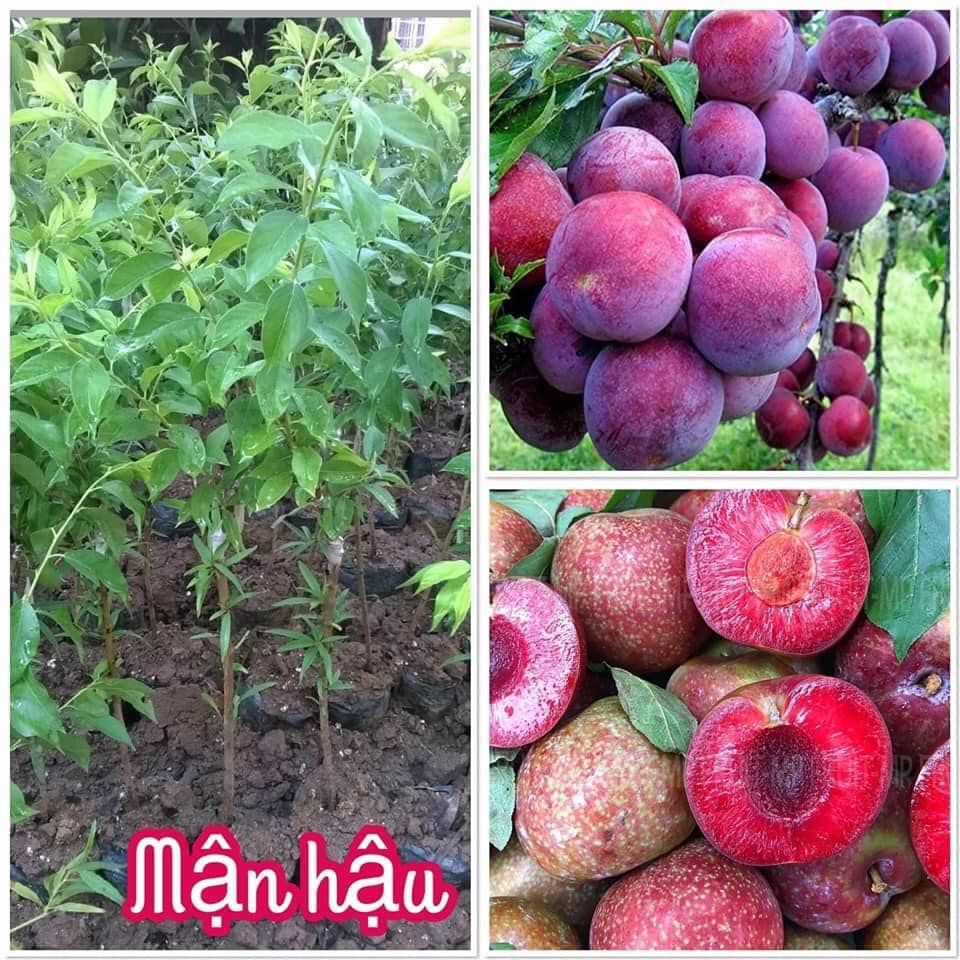 Cây giống mận hậu ngon ngọt siêu quả