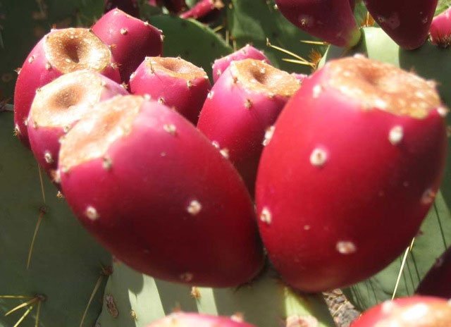 Quả xương rồng Lê gai -Lưỡi long (xương rồng tai thỏ Nopal)-Combo 10 trái