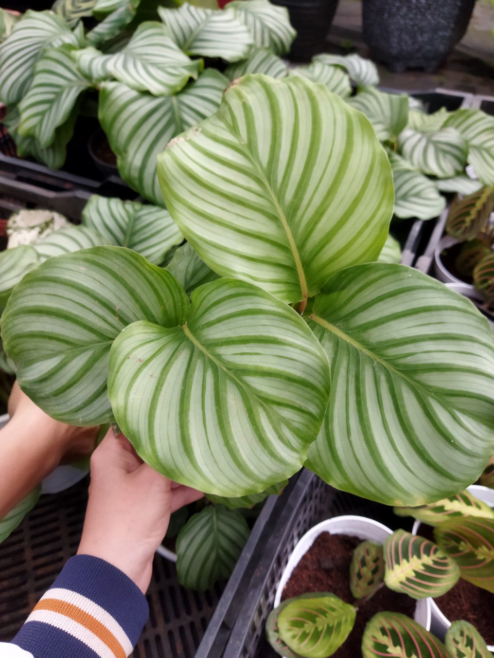 Đuôi công táo xanh, cây lớn, lá khỏe đẹp