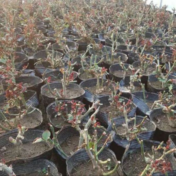 Combo 04 gốc gốc hoa hồng cổ